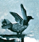 pigeon_pisc.gif, a pigeon by Picasso