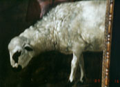 mini sheep-Velazquez