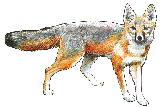 Say velpes velox swift fox from evansvill.edu website