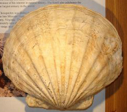 fossil-Chesapecten Jeffersonus (Say), named by Thomas Say