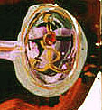 detail:Faberge cuff link with Romanoff eagle and anchor ' Date: March 10, 1997, by Carol Sutton
