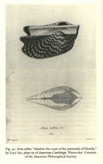 illustrations in American Conchology were drawn by Mrs. Say