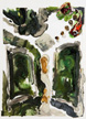 Fimbriate Tree Shadows by Carol Sutton (artist), tiny