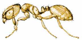 thief_ant_Thomas_Say.jpg; Theif ant, entomologist Thomas Say 